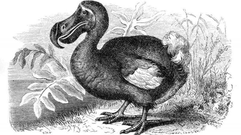 Dodo House Bed & Breakfast *