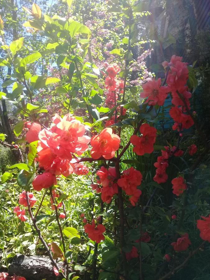 Dodo House Bed & Breakfast Villa La Angostura